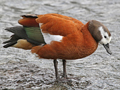 South African Shelduck